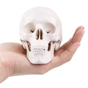 Buy cheap Medical Training 10cm Mini Human Skeleton Model , Plastic Skull Model from wholesalers