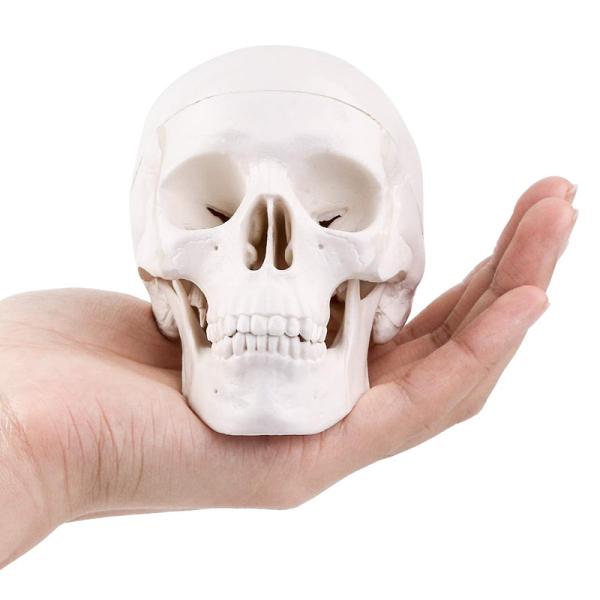 Quality Medical Training 10cm Mini Human Skeleton Model , Plastic Skull Model for sale