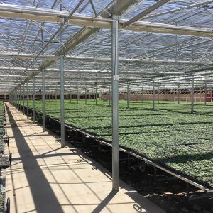 Buy cheap Multi Span Polytene Film Agricultural Greenhouse with Automatic Controlling System from wholesalers