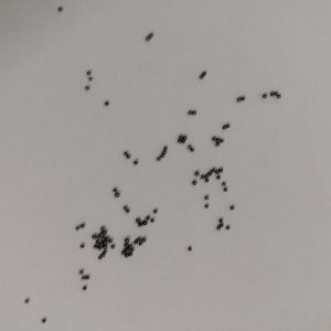 Buy cheap OEM Tungsten Carbide Balls Precision Carbide Balls For Bearings from wholesalers