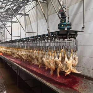 Buy cheap Automatic Poultry Scalder Machine stainless steel 304 Poultry Processing Equipment from wholesalers