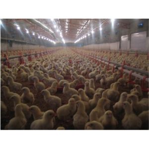 Buy cheap Plastic Poultry Nipple Drinker For Broiler Chicken from wholesalers