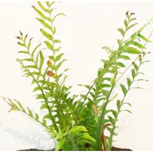 Buy cheap Fire Proof 150cm Height Artificial Drynaria Tree Real Wooden Trunk from wholesalers