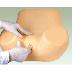 Buy cheap High technology Female medical training manikin / uterus observation , cervix model from wholesalers