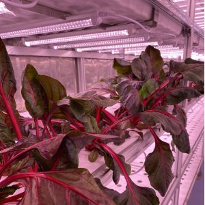 Hydroponic Smart Farming Container Greenhouse for Agriculture 40ft Container