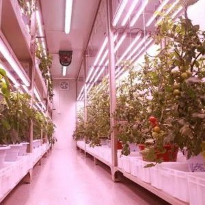 Buy cheap Shipping Container Vertical Farming Commercial Greenhouse with Hydroponics Innovation from wholesalers