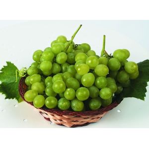 Buy cheap Prometryn 50% WP/herbicides/vegetable/fruits/cereal from wholesalers