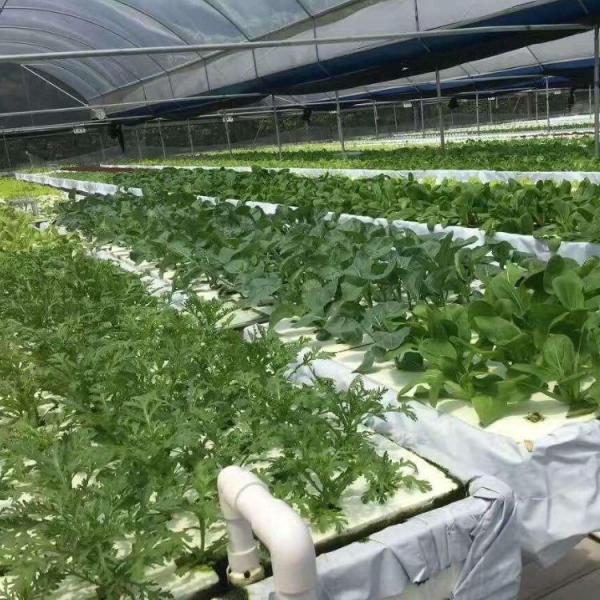 Quality Commercial Film Greenhouse With Hydroponics Cultivation Custom for sale