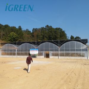 Buy cheap Tomato Growing Agricultural Equipment Roof Vent Free Multi Span Greenhouse from wholesalers
