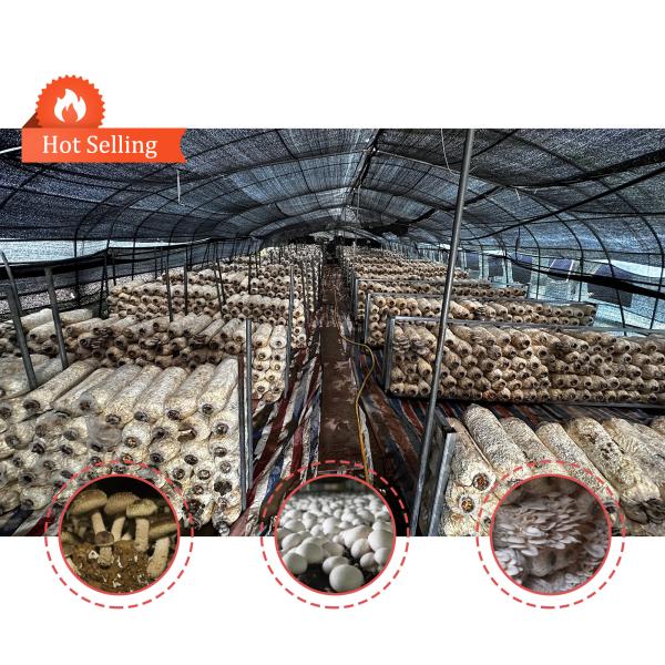 Quality Manual or Electric Roll Up Ventilation Agricultural Polythene Film Covered Mushroom Green House with Hot Galvanized Steel Structure for sale