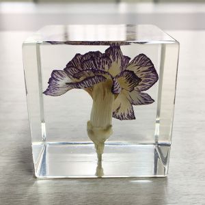 Buy cheap Cubic Flower Paperweight With Dandelion Inside Embed Processing from wholesalers
