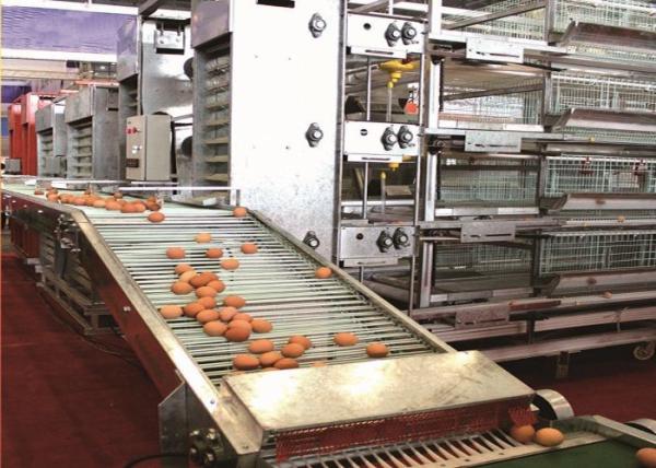 Buy cheap Layer Chicken Egg Farming Equipment Corrosion Resistance Poultry Farm Tools from wholesalers