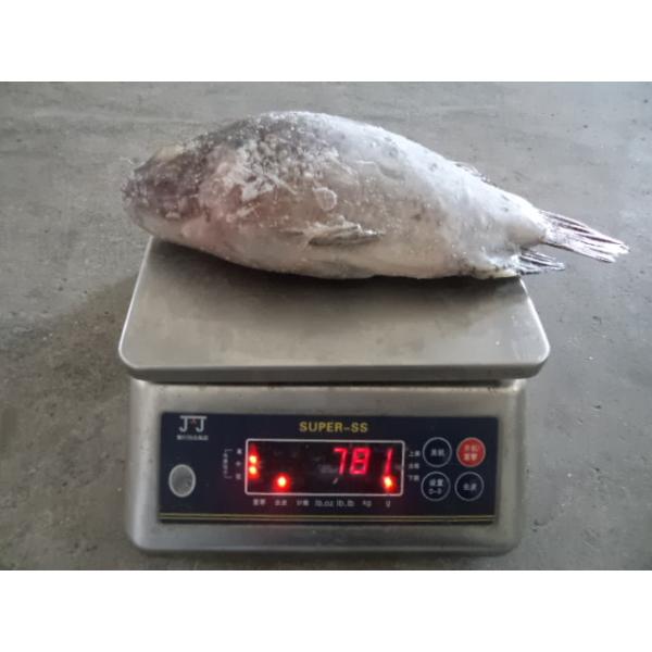 Buy cheap frozen whole round tilapia gutted and scaled size 600-800 from wholesalers