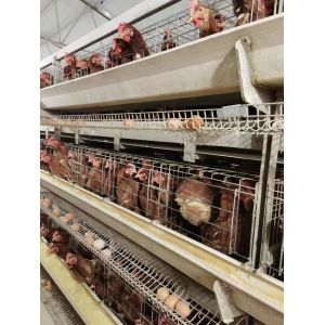 Buy cheap Durable Medium Broiler Cage For Little Chick Management from wholesalers