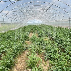 6x15m Tunnel Greenhouse For Flower And Vegetable Farming Projects
