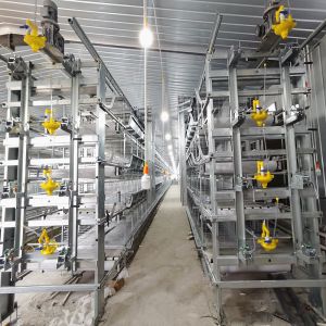 Buy cheap H Type Meat Chicken4Rows 50000 Hen Layer Chicken Cage Battery System 240 Birds / Cage H Frame from wholesalers