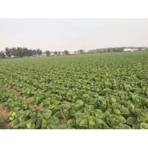 Buy cheap Delicious Flat Head Cabbage For Frying / Simmering / Mixing / Simmering from wholesalers
