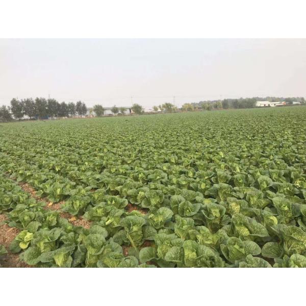 Quality Delicious Flat Head Cabbage For Frying / Simmering / Mixing / Simmering for sale