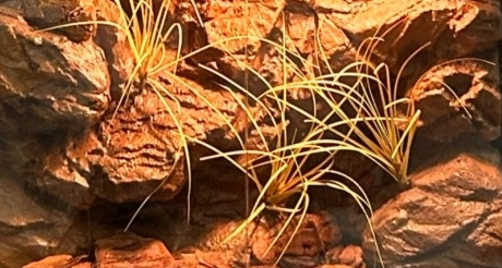 Buy cheap Water Retardant Reptile Enclosure Background Mildew Proof Lizard Enclosure Background from wholesalers