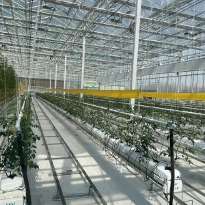 Glass Greenhouse Hydroponic Vegetable System for Maximum Water Efficiency