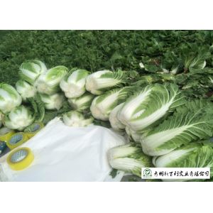 Buy cheap HACCP Chinese Celery Cabbage , Chinese Long Cabbage Suitable For Frying / Simmering from wholesalers