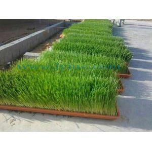 Buy cheap Gear Drive Harvester Machines for Harvesting Aquaponics Microgreens 2024 Customization from wholesalers