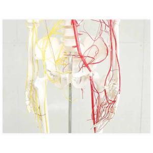 All human skeleton model with neurovascular Life Size Skeleton with Spinal