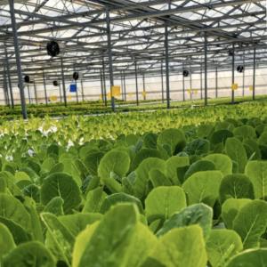 Buy cheap Multi Span Modern Glass Greenhouse Hydroponic Vegetable System for Market Span Multi from wholesalers