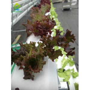 Buy cheap Environment Friendly Soilless Hydroponic System 75*50mm NFT Lettuce System from wholesalers