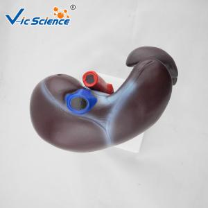 Liver Pancreas And Duodenum Human Anatomical Model Medical Science Model