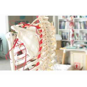 Buy cheap All human skeleton model with neurovascular Life Size Skeleton with Spinal Nerves Muscle Insertion Human Skeleton Model from wholesalers