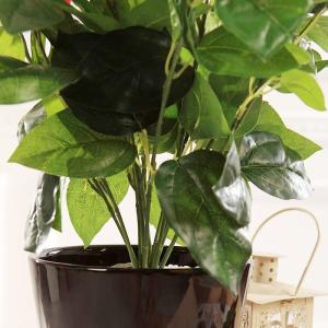 Buy cheap 40cm Landing Artificial Potted Plant Garden Ornament Evergreen Bleeding Heart Bush from wholesalers