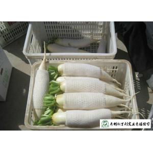 Buy cheap Healthy Fresh White Radish , Clean Giant White Radish Without Pollution product