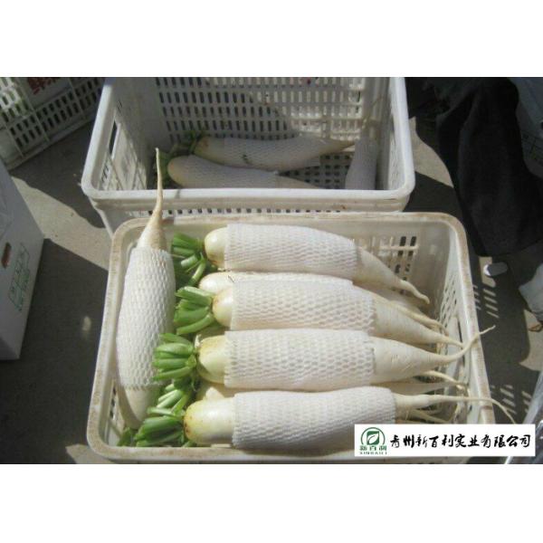 Buy cheap Healthy Fresh White Radish , Clean Giant White Radish Without Pollution from wholesalers