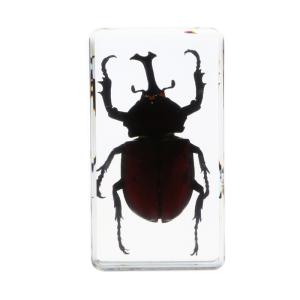 Insect Specimen Resin Paperweight Biology Anatomy Education Teaching Tool