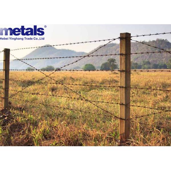 Hot Dipped Galvanized Barbed Concertina Wire Double Twisted For Farm Fencing