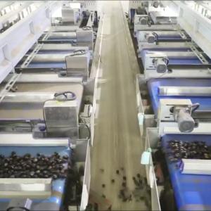 Buy cheap 1 Passing 8 Final Products: Enhance Your Production with Our Deep-Learning Chestnut Sorting Machine, Providing High Accuracy and Labor Savings Through its 8 Lanes + 8 Outlets Design. from wholesalers