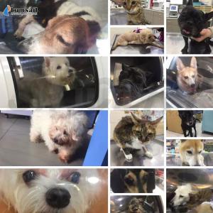 Buy cheap Veterinary HBOT Hyperbaric Oxygen Chamber Improve Circulation Healing Brain Function from wholesalers