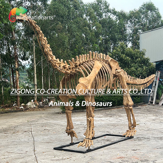 Buy cheap Authentic Personalized Dinosaur Skeleton Model For Outdoor Decoration Shunosaurus Skeleton Replicas from wholesalers