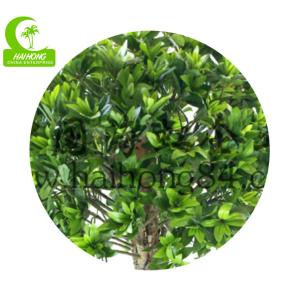 Buy cheap Anti Fading Aesthetic 110cm Artificial Podocarpus Tree With Pot from wholesalers