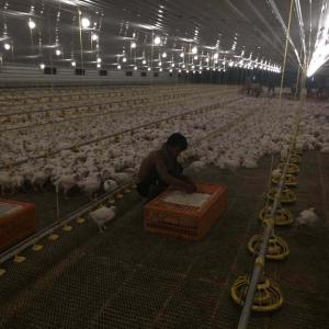 3m Tube Poultry Farming Drinker And Feeder