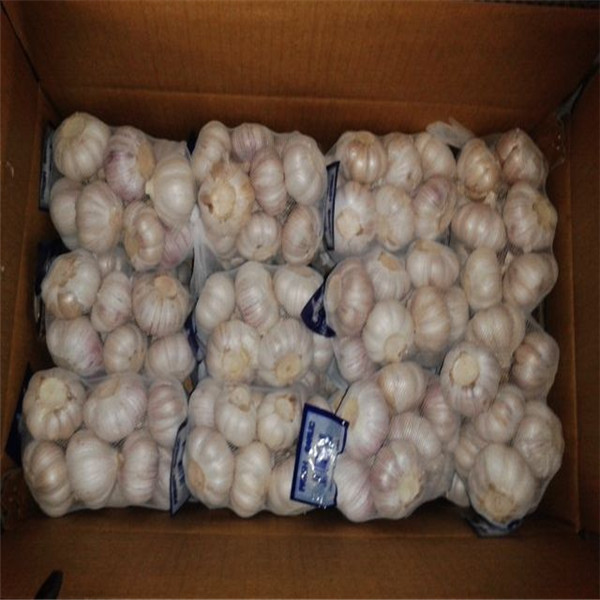 Quality PURE WHITE GARLIC 500G TUBE PACKAGE 10KG PER CARTON for sale