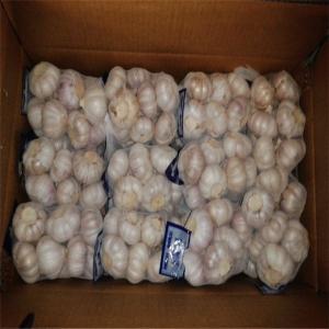Buy cheap PURE WHITE GARLIC 500G TUBE PACKAGE 10KG PER CARTON from wholesalers