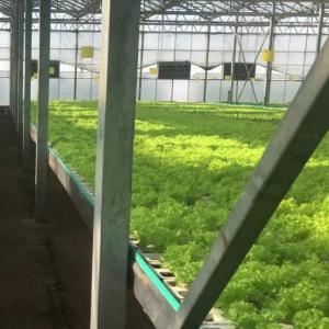 Buy cheap Vertical Farming Shipping Container Greenhouse with Hydroponics and Steel Structure from wholesalers