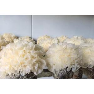 Buy cheap PU Panel Mushroom Growing Chamber 5000 Bags Capacity from wholesalers