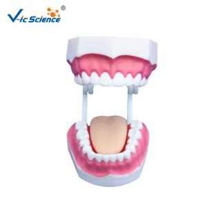 Buy cheap Unbreakable Dental Study Models from wholesalers