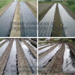 Buy cheap COEX LDPE Mulching film, pe film, horticultural mulch film, garden perforated ground film from wholesalers
