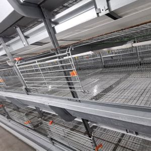 Buy cheap Hot Galvanized Wire Mesh Broiler Chicken Cage H Type from wholesalers