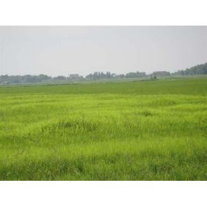 Buy cheap Bentazone 95% TC/herbicides/Ochre-yellow solid from wholesalers