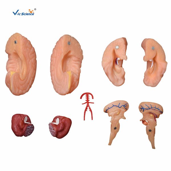 Human Anatomy Brain Model Anatomical Teaching Model For Teachers / Doctors